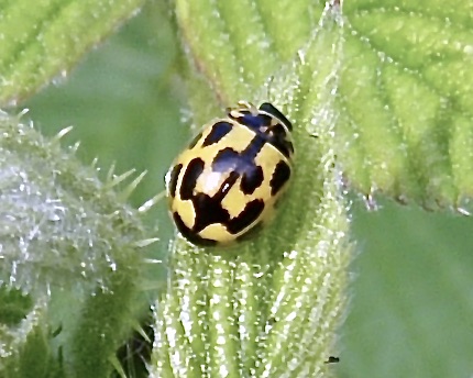 14-spot ladybird